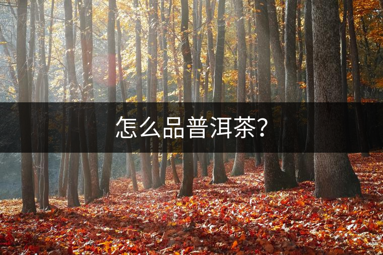 怎么品普洱茶？
