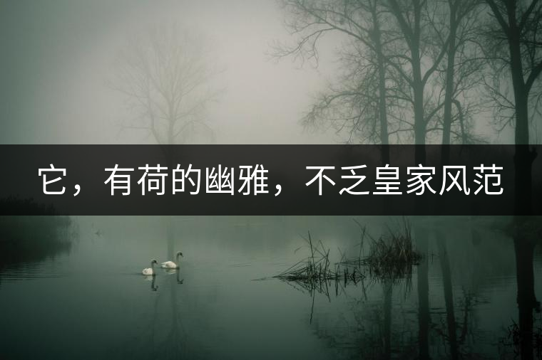 它，有荷的幽雅，不乏皇家風范