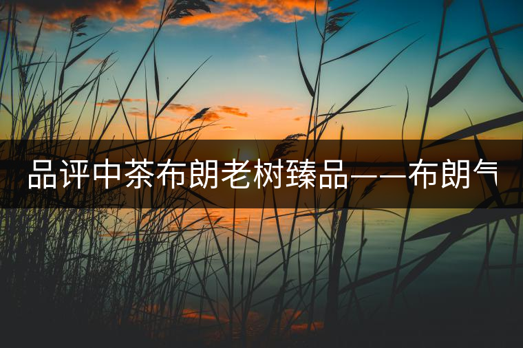 品評(píng)中茶布朗老樹(shù)臻品——布朗氣韻 濃強(qiáng)回甘