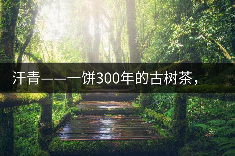汗青——一餅300年的古樹茶，教您如何品鑒它的真諦