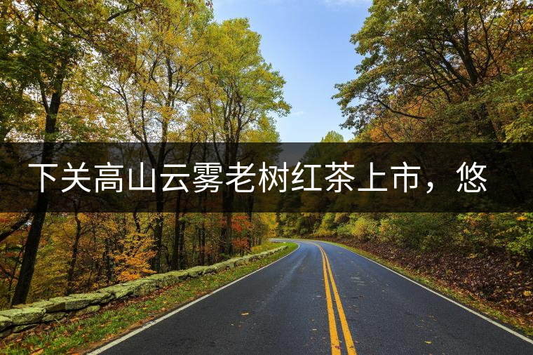 下關高山云霧老樹紅茶上市，悠悠春茶香