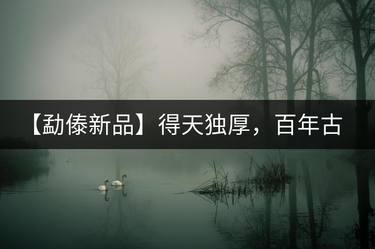 【勐傣新品】得天獨厚，百年古樹——磨烈古樹