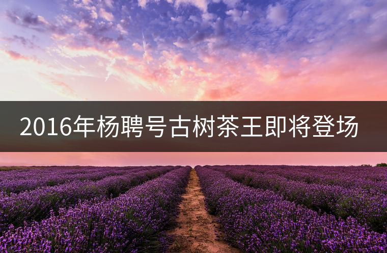 2016年楊聘號(hào)古樹茶王即將登場(chǎng)！