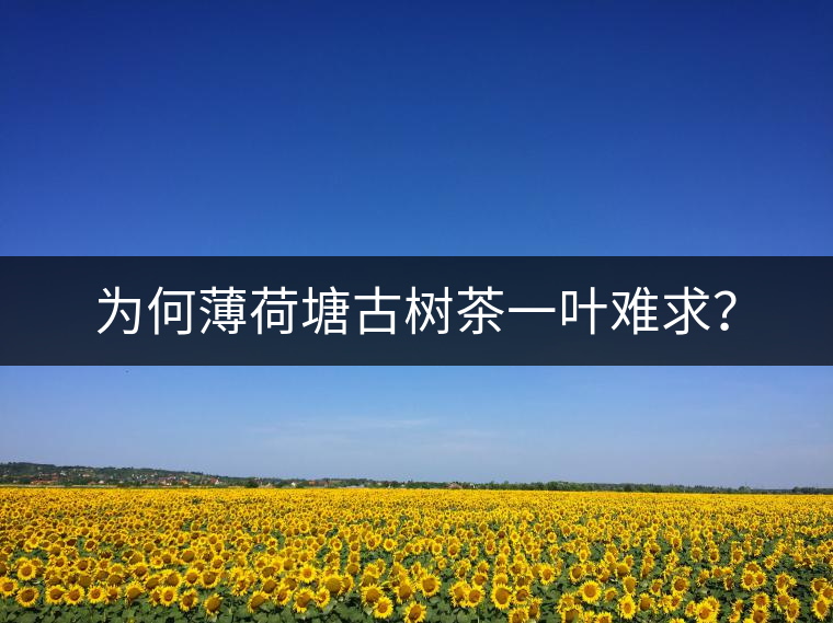為何薄荷塘古樹茶一葉難求？