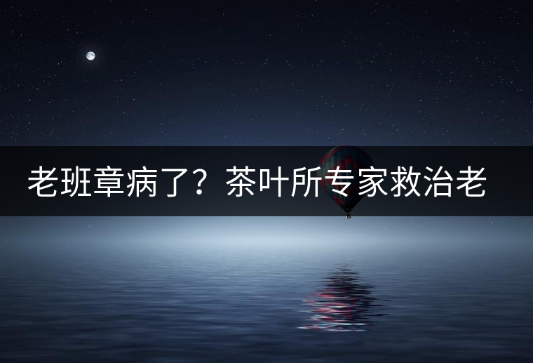 老班章病了？茶葉所專家救治老班章古茶樹