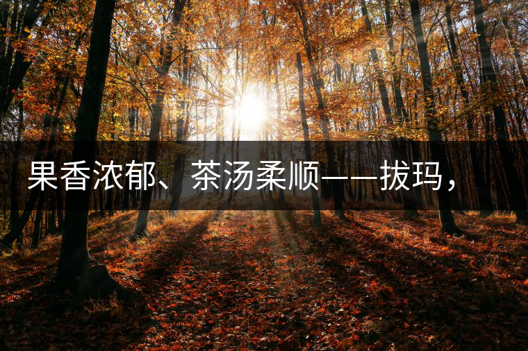 果香濃郁、茶湯柔順——拔瑪，南糯山最好的茶