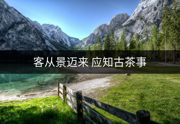 客從景邁來(lái) 應(yīng)知古茶事