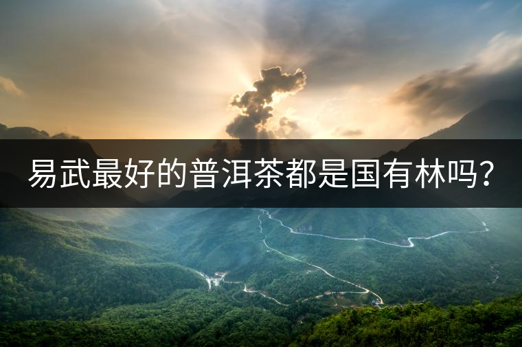 易武最好的普洱茶都是國有林嗎？