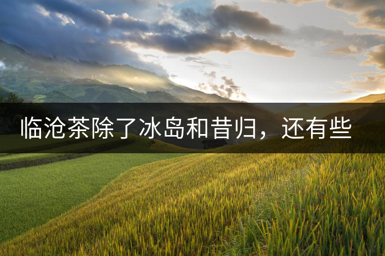 臨滄茶除了冰島和昔歸，還有些什么？