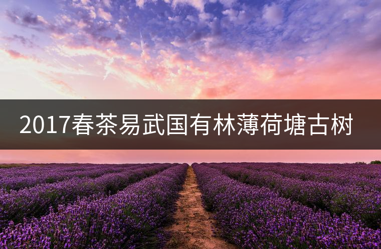 2017春茶易武國(guó)有林薄荷塘古樹(shù)茶純料 2017春茶易武國(guó)有林薄荷塘古樹(shù)茶純料