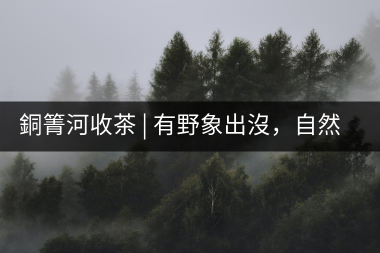 銅箐河收茶 | 有野象出沒，自然是好茶