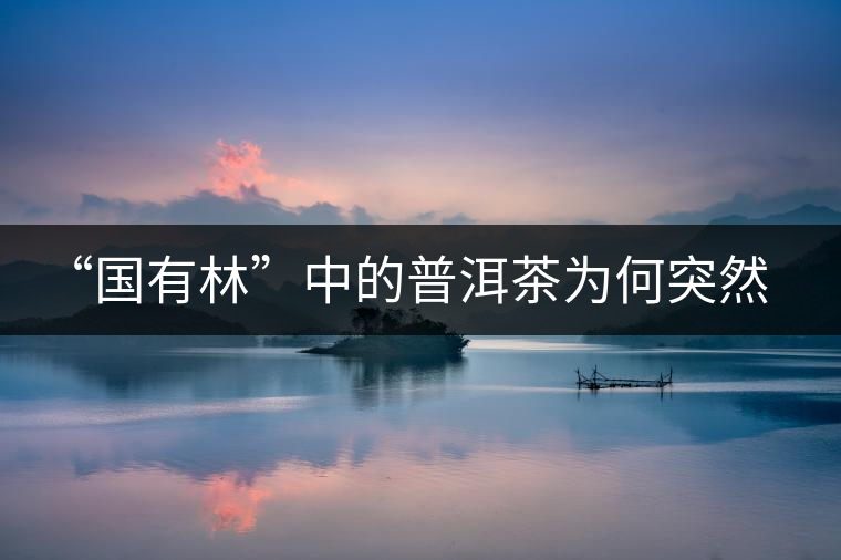 “國(guó)有林”中的普洱茶為何突然受追捧？