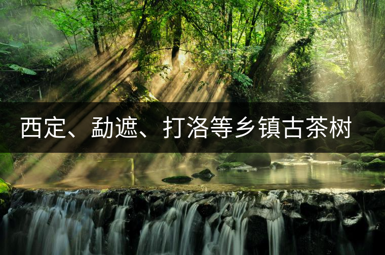 西定、勐遮、打洛等鄉(xiāng)鎮(zhèn)古茶樹(shù)資源