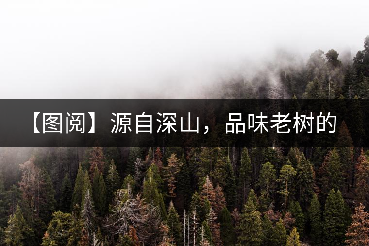 【圖閱】源自深山，品味老樹的味道