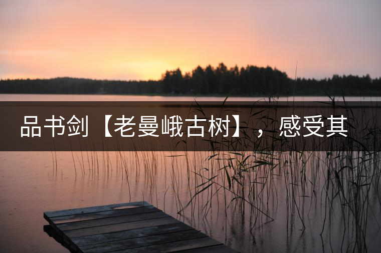 品書劍【老曼峨古樹】，感受其霸道苦韻