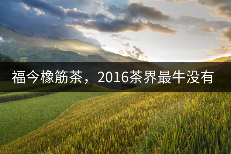 福今橡筋茶，2016茶界最牛沒有之一