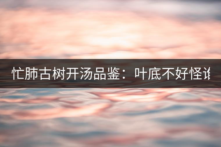 忙肺古樹開湯品鑒：葉底不好怪誰？