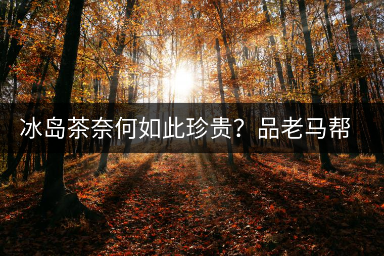 冰島茶奈何如此珍貴？品老馬幫之“冰島老寨”，答案在這里！