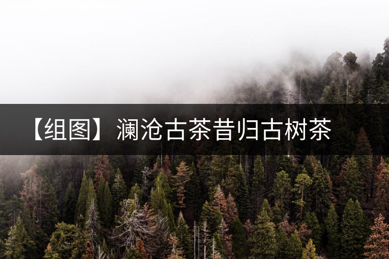 【組圖】瀾滄古茶昔歸古樹(shù)茶開(kāi)湯