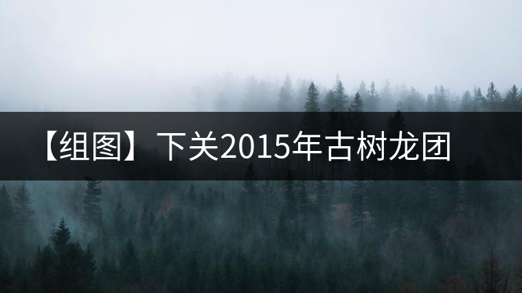 【組圖】下關2015年古樹龍團茶開湯