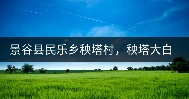 景谷縣民樂鄉(xiāng)秧塔村，秧塔大白茶口感特點