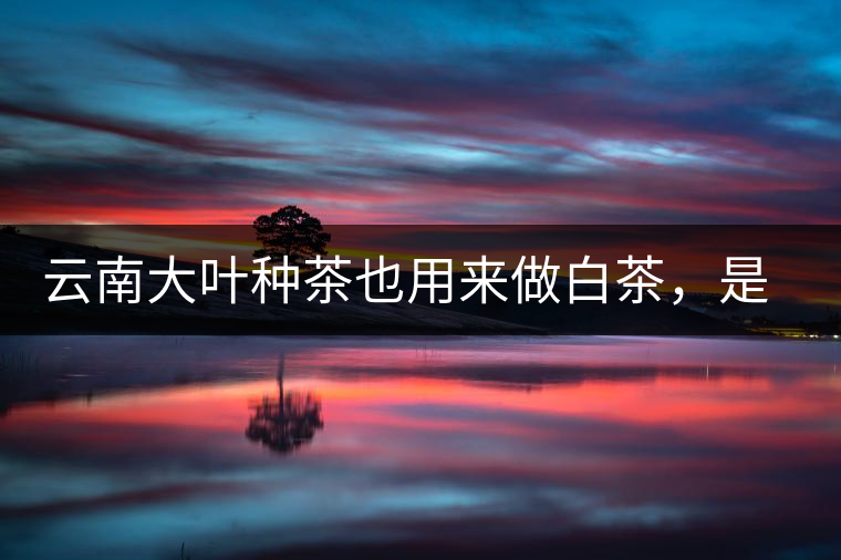 云南大葉種茶也用來做白茶，是真的好喝嗎？