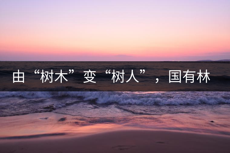 由“樹木”變“樹人”，國有林普洱茶為什么越來越受歡迎？