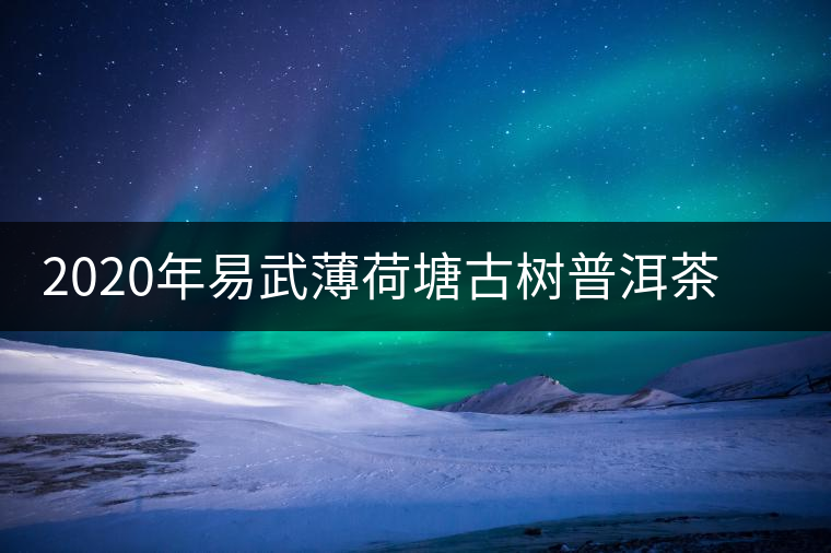 2020年易武薄荷塘古樹普洱茶特點，價格又上漲了嗎？