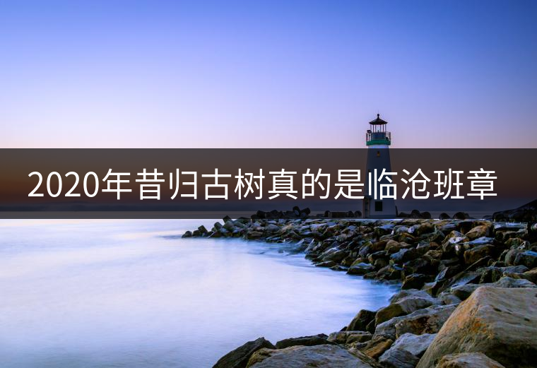 2020年昔歸古樹(shù)真的是臨滄班章嗎？
