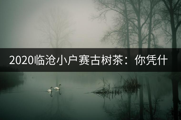 2020臨滄小戶賽古樹(shù)茶：你憑什么當(dāng)冰島賣(mài)？