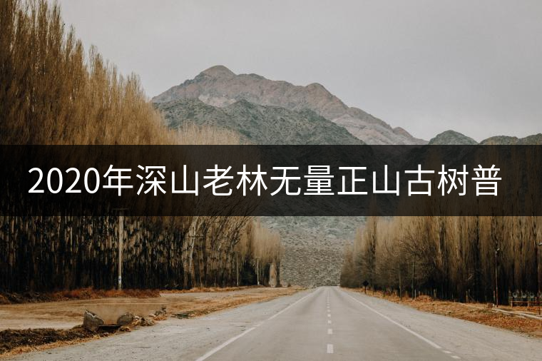 2020年深山老林無(wú)量正山古樹(shù)普洱茶特點(diǎn)