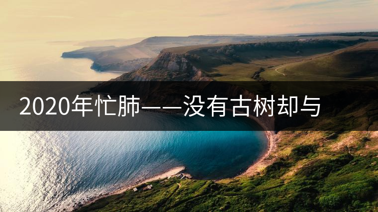 2020年忙肺——沒有古樹卻與冰島、昔歸齊名的普洱茶