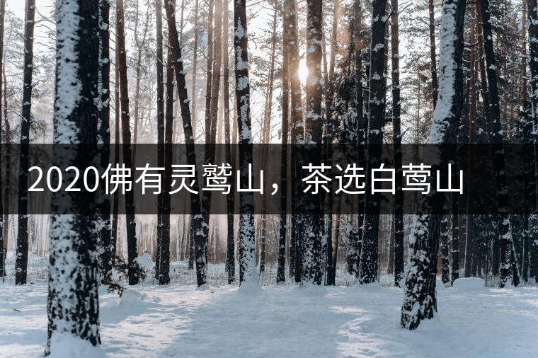 2020佛有靈鷲山，茶選白鶯山——白鶯山二嘎子茶