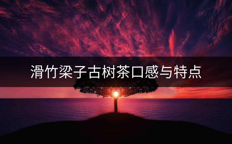 滑竹梁子古樹茶口感與特點