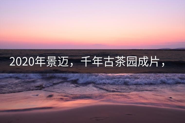 2020年景邁，千年古茶園成片，蘭花香堪稱一絕！