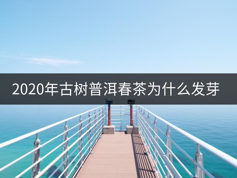 2020年古樹普洱春茶為什么發(fā)芽較晚？