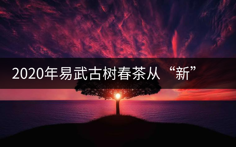 2020年易武古樹春茶從“新”到“老”，如何完成蛻變的？