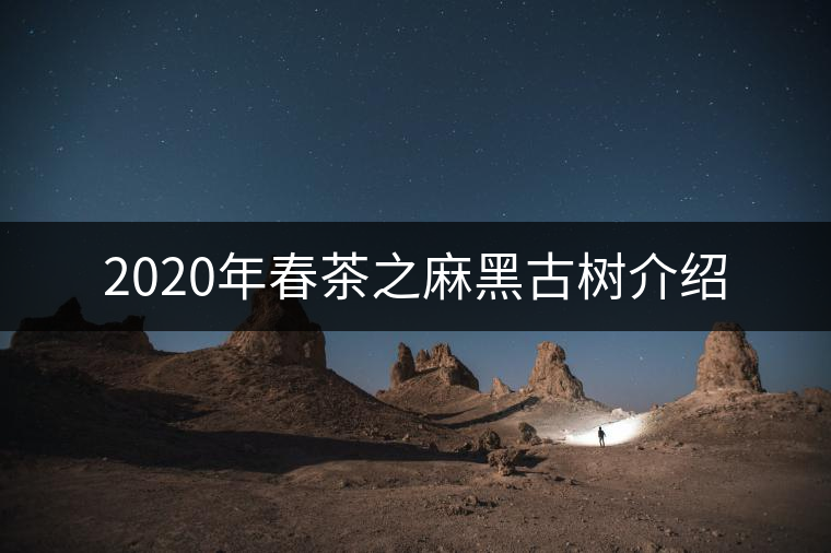 2020年春茶之麻黑古樹(shù)介紹 2020年春茶之麻黑古樹(shù)介紹