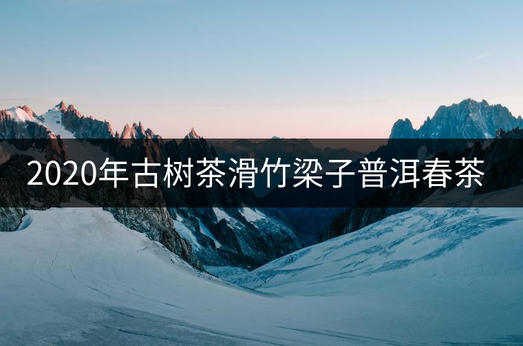 2020年古樹茶滑竹梁子普洱春茶價格