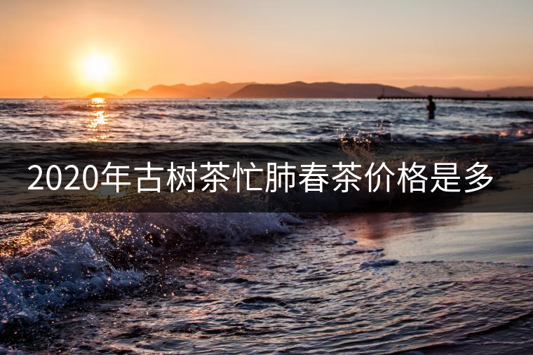 2020年古樹(shù)茶忙肺春茶價(jià)格是多少？