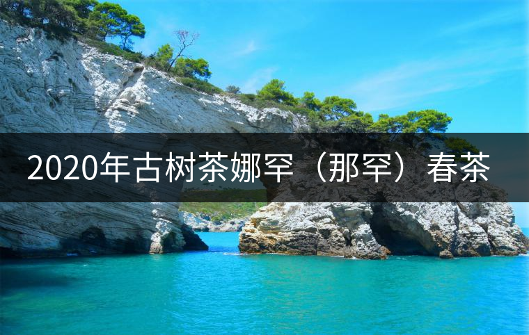 2020年古樹茶娜罕（那罕）春茶價格是多少？