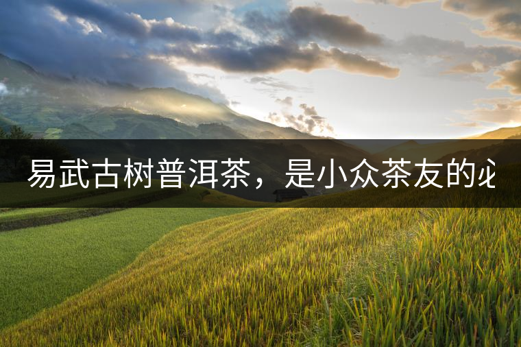 易武古樹普洱茶，是小眾茶友的必選？