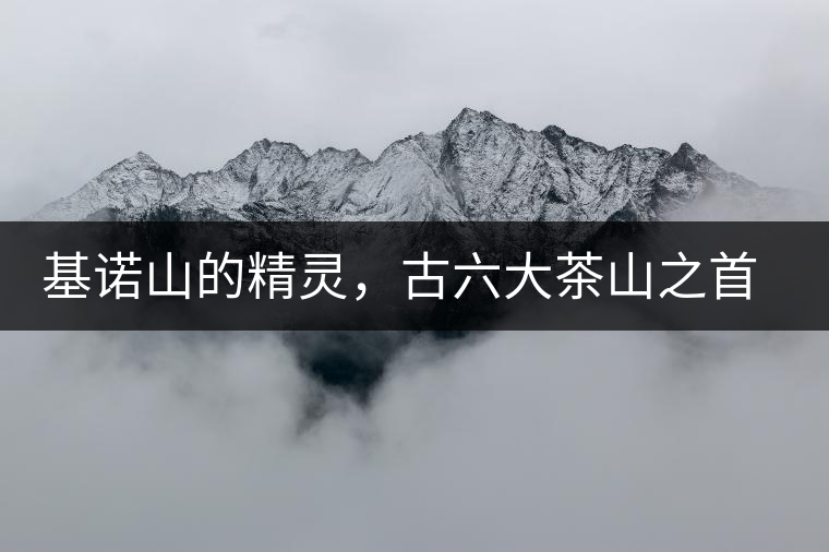 基諾山的精靈，古六大茶山之首武侯遺種攸樂古樹茶