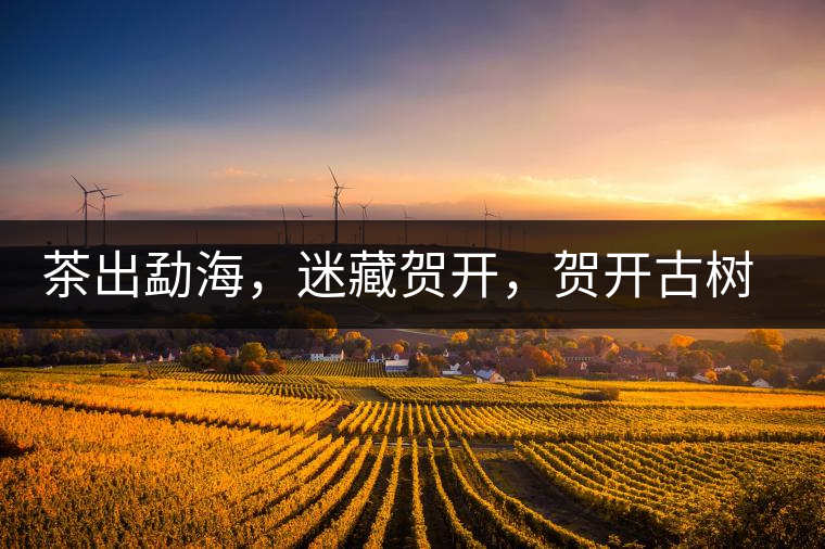 茶出勐海，迷藏賀開，賀開古樹普洱茶