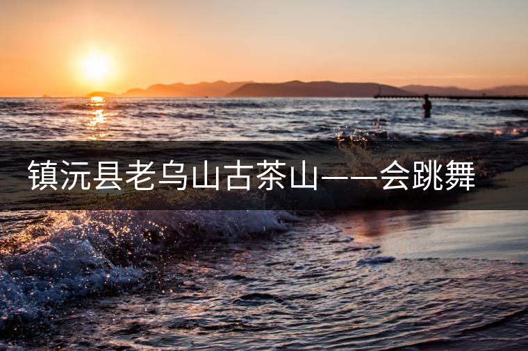 鎮(zhèn)沅縣老烏山古茶山——會跳舞的古茶樹 鎮(zhèn)沅縣老烏山古茶山——會跳舞的古茶樹