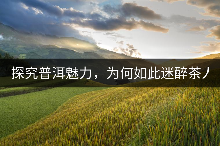 探究普洱魅力，為何如此迷醉茶人！