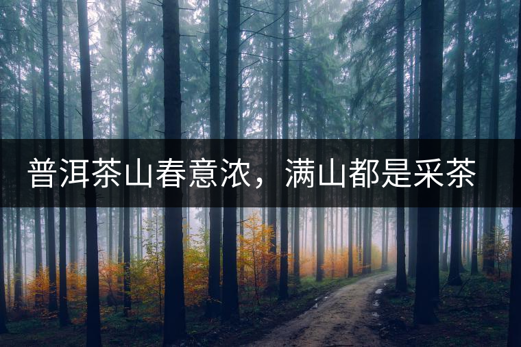 普洱茶山春意濃，滿山都是采茶人