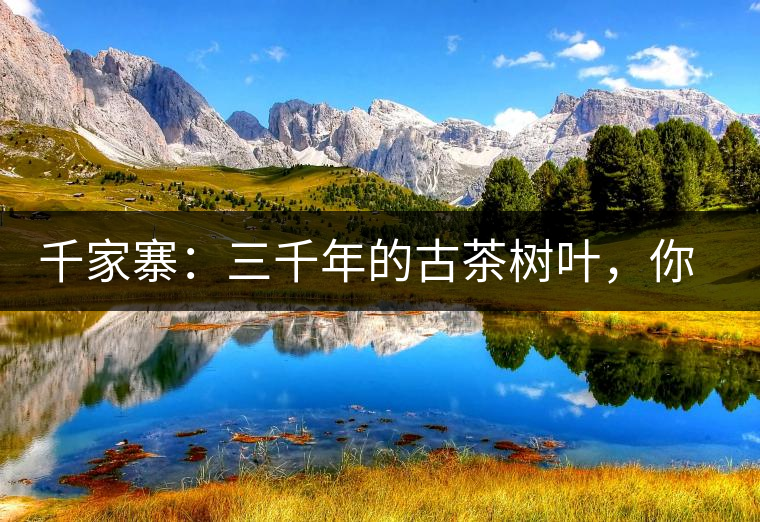 千家寨：三千年的古茶樹葉，你還有機(jī)會(huì)喝到嗎？