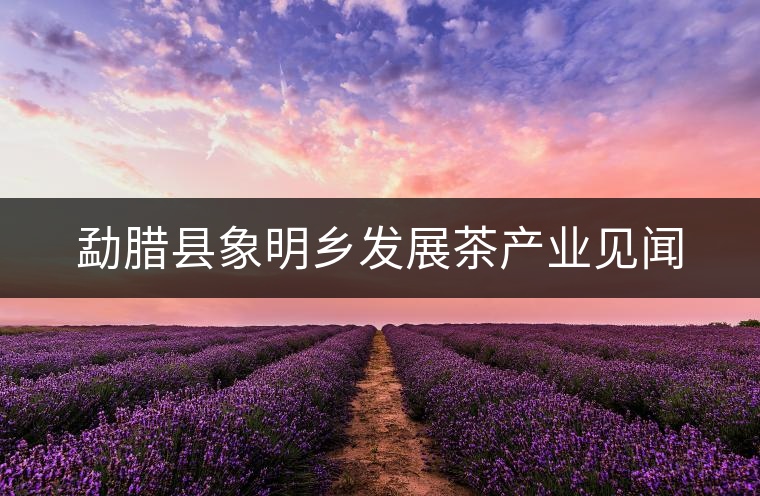 勐臘縣象明鄉(xiāng)發(fā)展茶產(chǎn)業(yè)見聞 勐臘縣象明鄉(xiāng)發(fā)展茶產(chǎn)業(yè)見聞