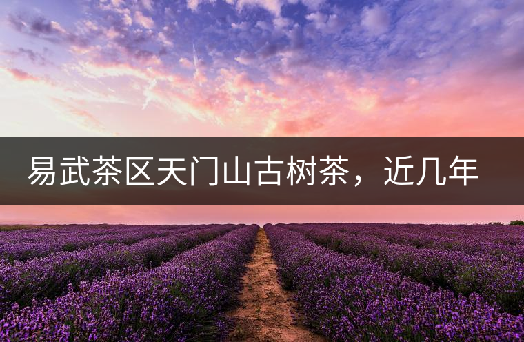 易武茶區(qū)天門山古樹茶，近幾年的熱門山頭